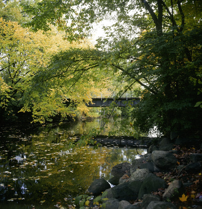 20001022-hjs-redcedar