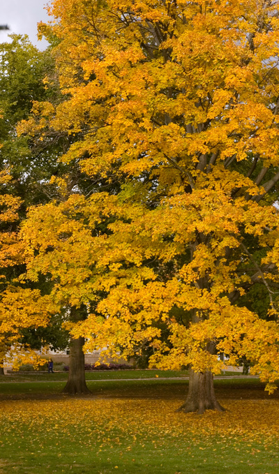 autum-treedsc-6657