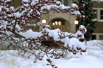 snowcover-crabapples2-dt-zf-4710-52059-1-001